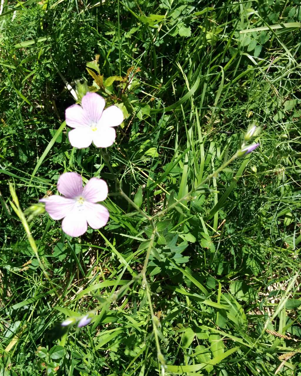 Linum viscosum